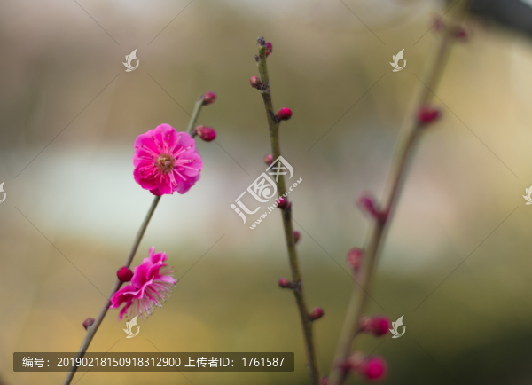 梅花