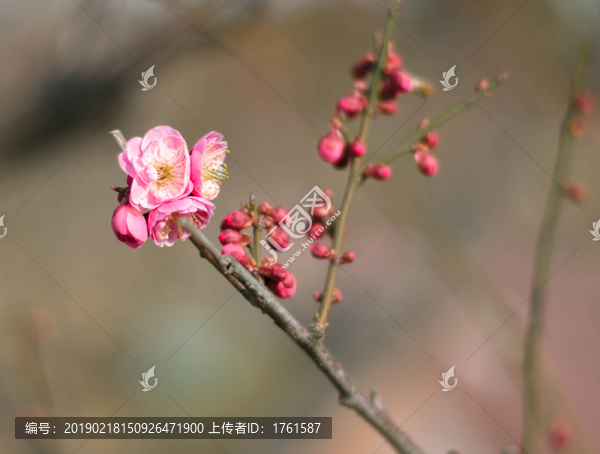 梅花