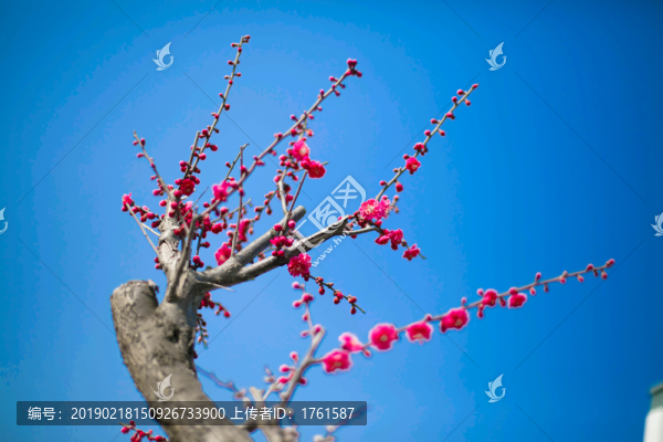 梅花