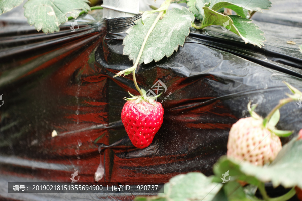 草莓大棚