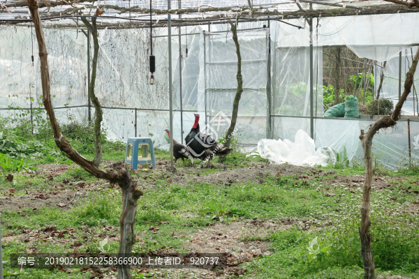養(yǎng)殖大棚