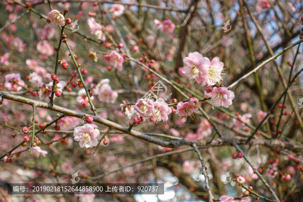 梅花