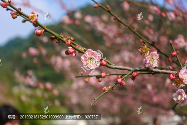 梅花