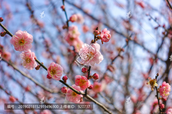 梅花