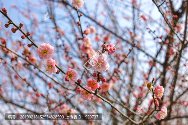 梅花