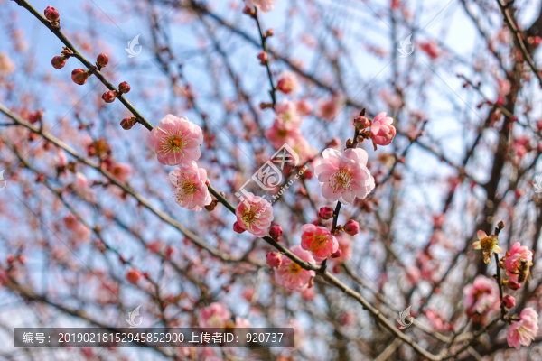 梅花