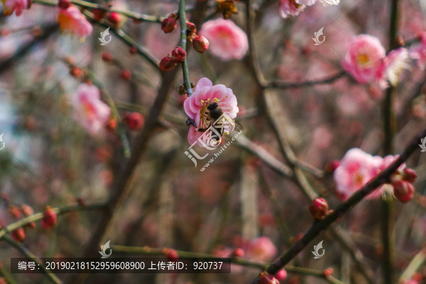 林陽寺梅花