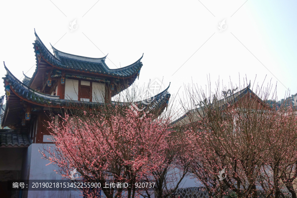 林陽寺梅林
