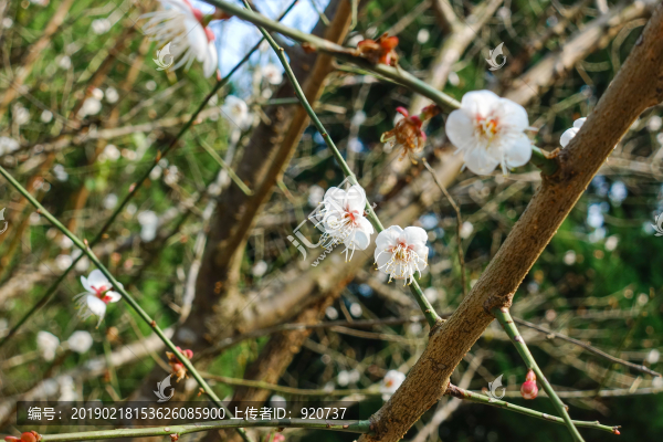 梅花