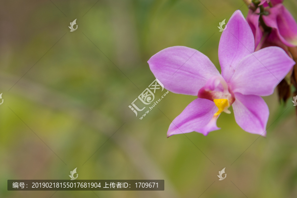 蘭花