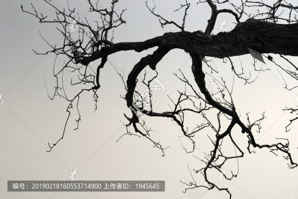 樹枝