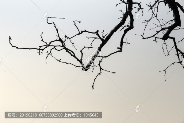 樹枝