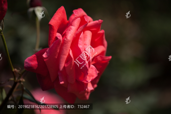 月季花特寫