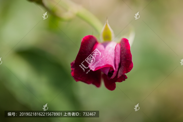 月季花特寫