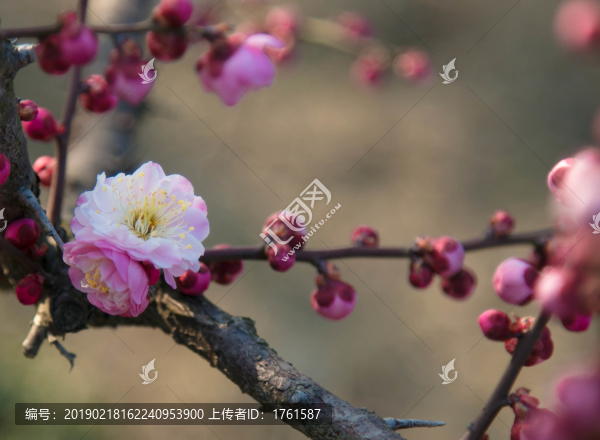 梅花