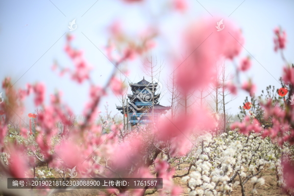 桃花