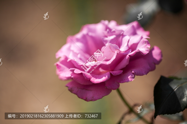 月季花特寫(xiě)