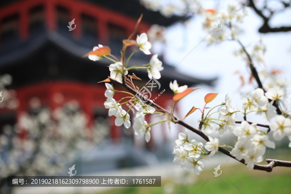 梨花