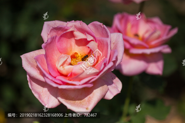 月季花特寫