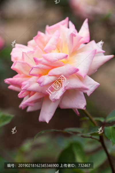 月季花特寫