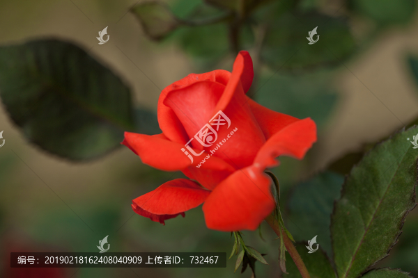 月季花特寫