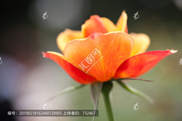 月季花特寫