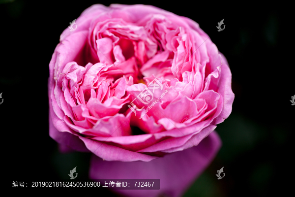 月季花特寫