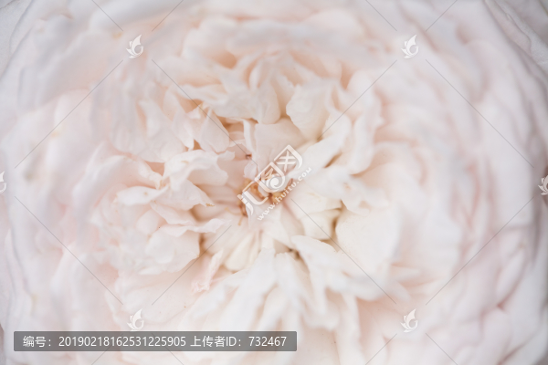 月季花特寫