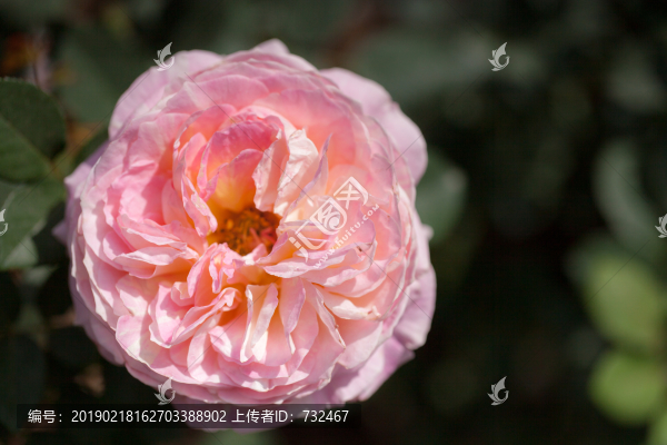 月季花花展