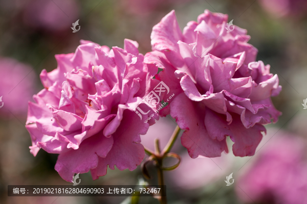 浪漫月季花展
