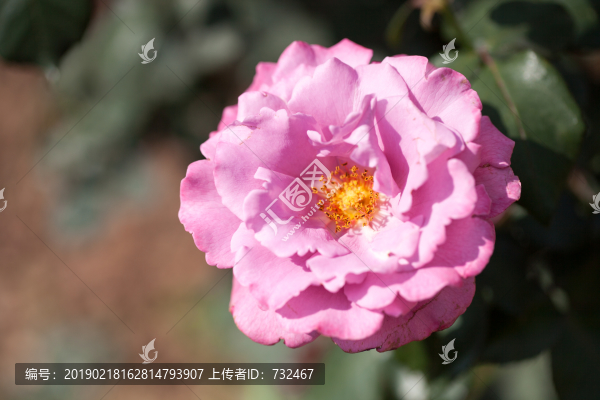 浪漫月季花展