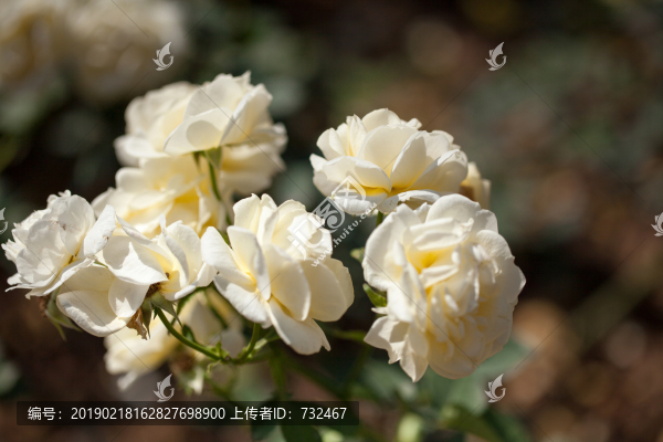 浪漫月季花展