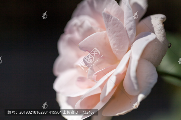 浪漫月季花展