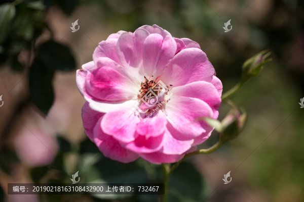 月季花展