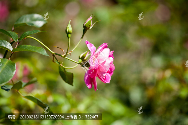 月季花展