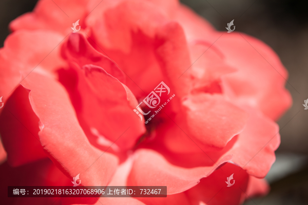 月季花展