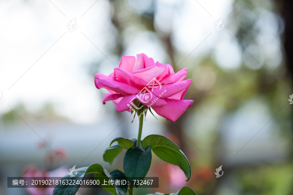 月季花特寫