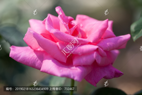 月季花特寫