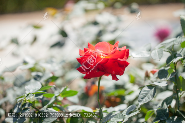 月季花展