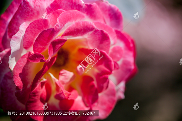 月季花展