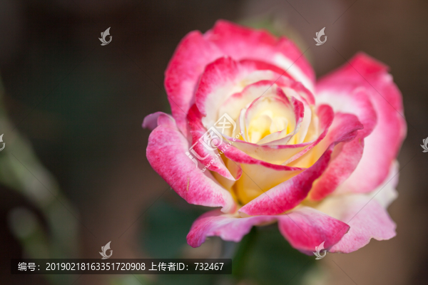 月季花展