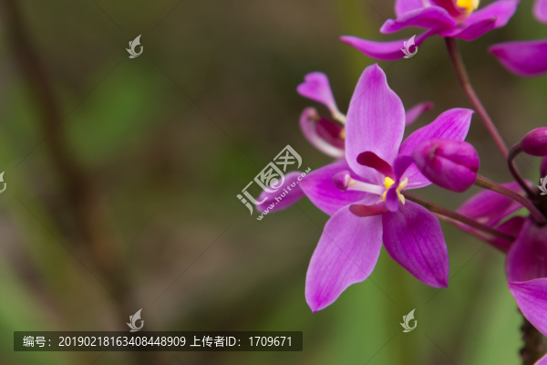 蘭花