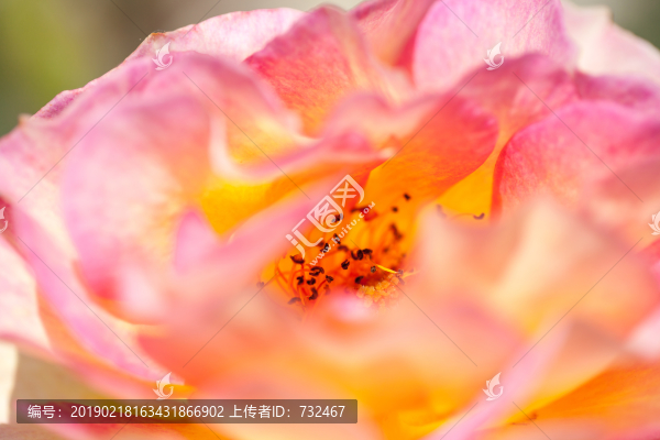 月季花展