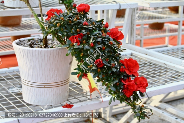 杜鵑花
