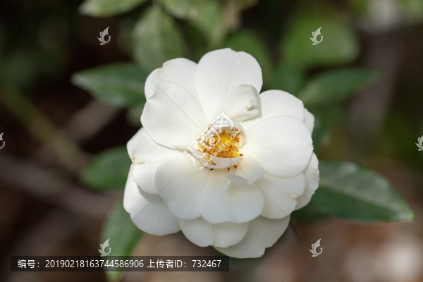 深圳人民公園月季花展