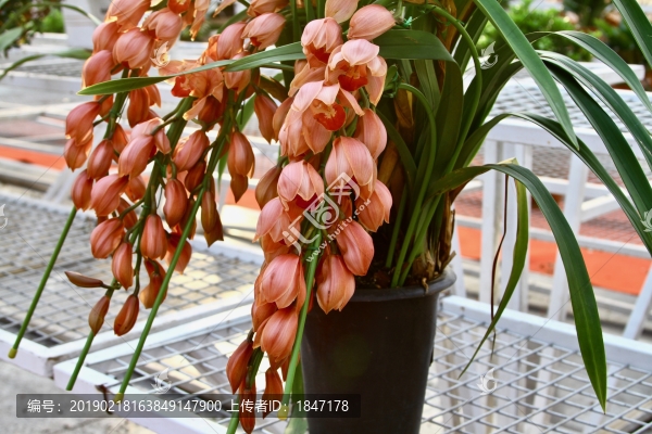 蘭花