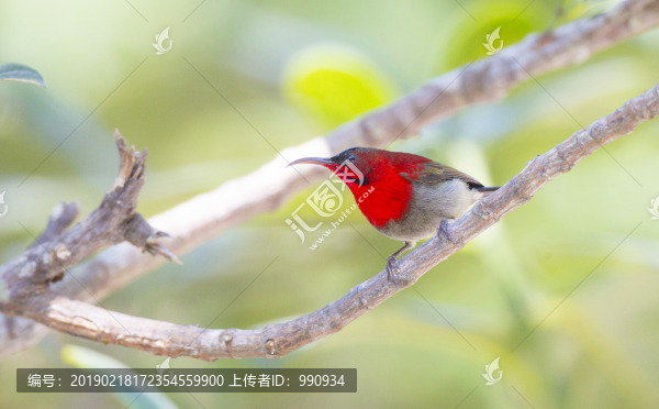 太陽鳥