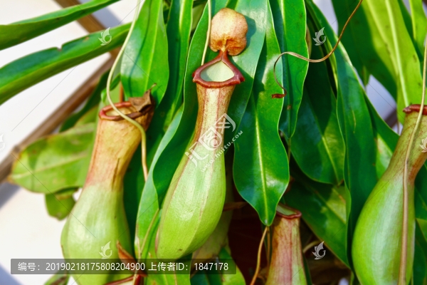 豬籠草
