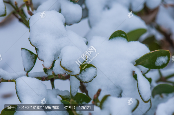 雪景