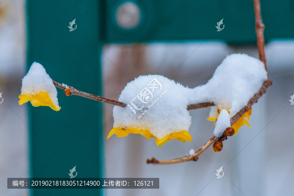 臘梅